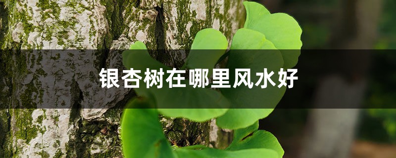 銀杏樹在哪里風水好，屋后和院子內(nèi)能栽種嗎