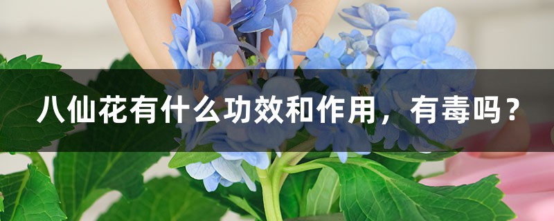 八仙花有什么功效和作用，有毒嗎？