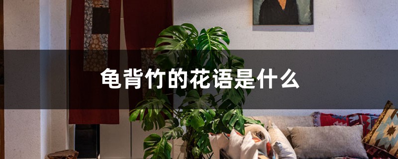 龜背竹的花語，風水作用是什么