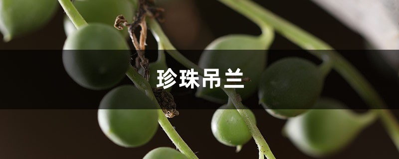 珍珠吊蘭葉子發(fā)蔫？看好這四點，葉子綠又亮！