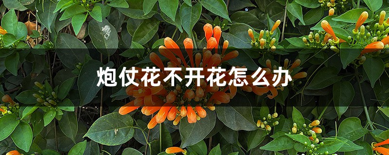 炮仗花不開花怎么辦