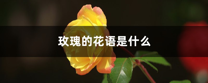 玫瑰的花語是什么