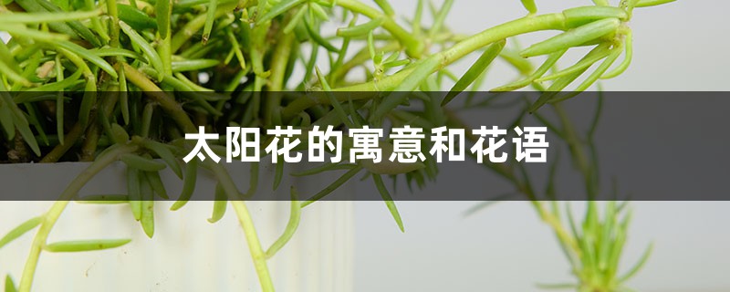 太陽花的寓意和花語