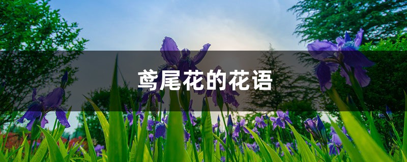 鳶尾花的花語