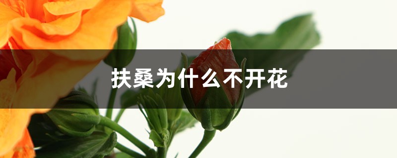 扶桑為什么不開花