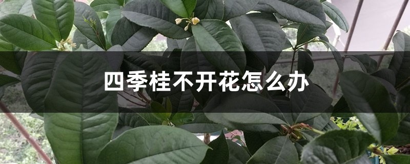 四季桂不開花怎么辦