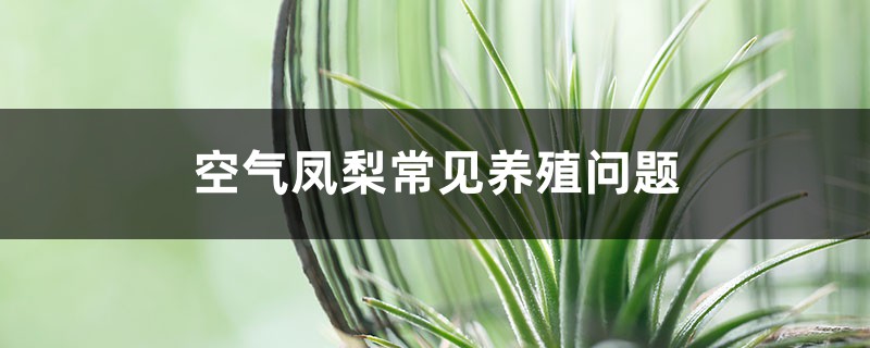 空氣鳳梨常見養(yǎng)殖問題