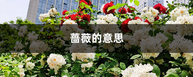 薔薇的意思