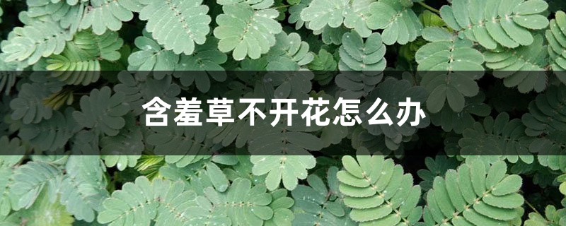 含羞草不開花怎么辦