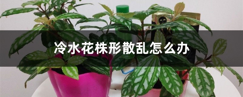 冷水花株形散亂怎么辦