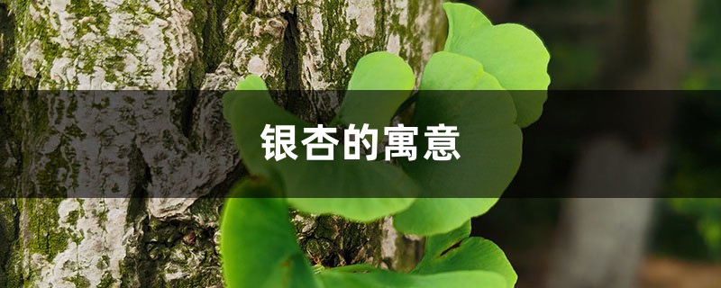 銀杏的寓意