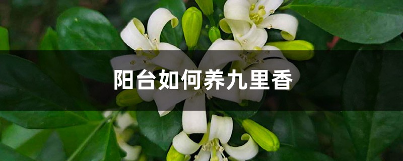 陽臺(tái)如何養(yǎng)九里香，需要注意什么