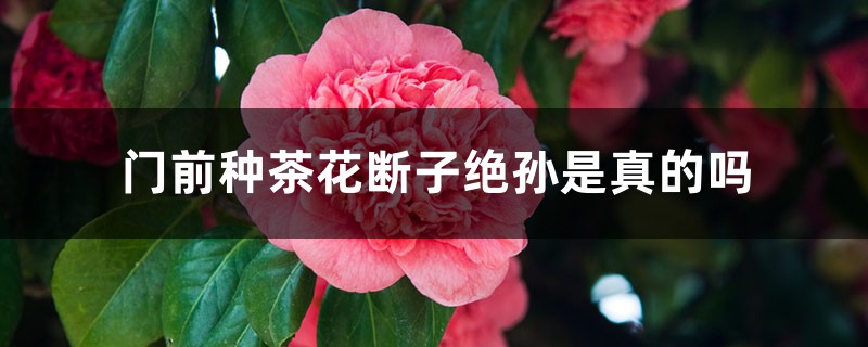 門(mén)前種茶花斷子絕孫是真的嗎