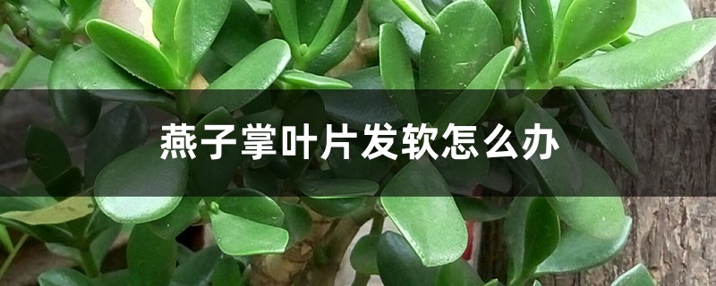 燕子掌葉片發(fā)軟怎么辦