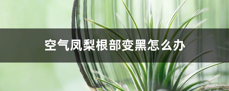 空氣鳳梨根部變黑怎么辦？找到原因是關(guān)鍵！