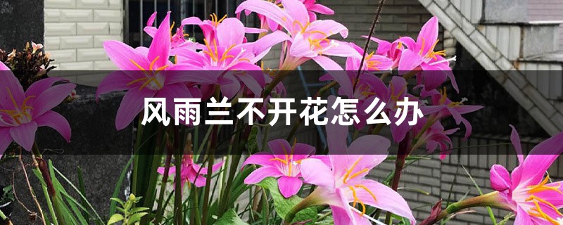 風(fēng)雨蘭不開花怎么辦