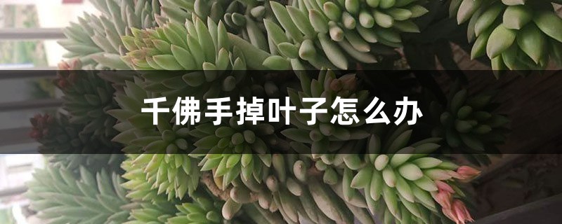 千佛手掉葉子怎么辦