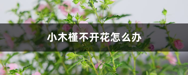 小木槿不開花怎么辦