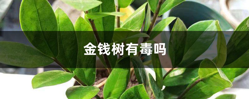 金錢樹有毒嗎