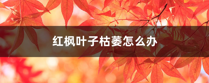 紅楓葉子枯萎怎么辦