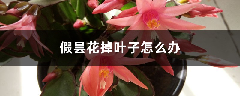 假曇花掉葉子怎么辦