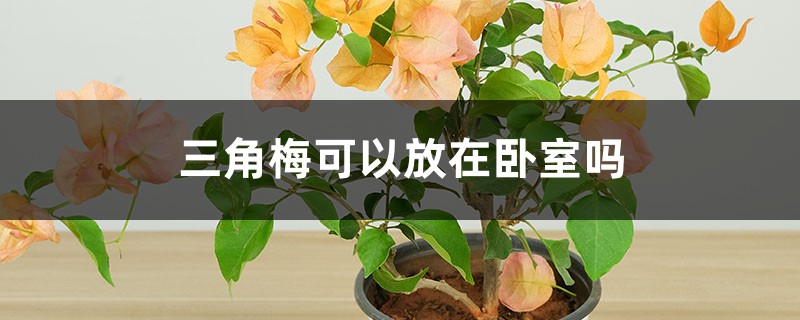 三角梅可以放在臥室嗎