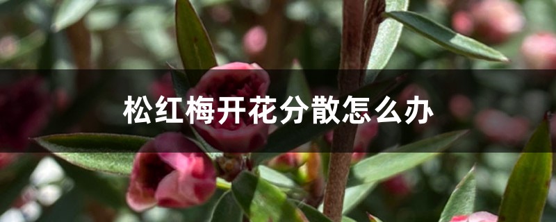 松紅梅開花分散怎么辦