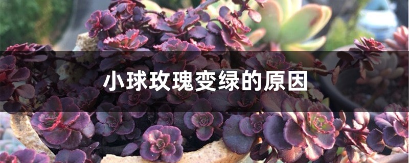 小球玫瑰變綠的原因