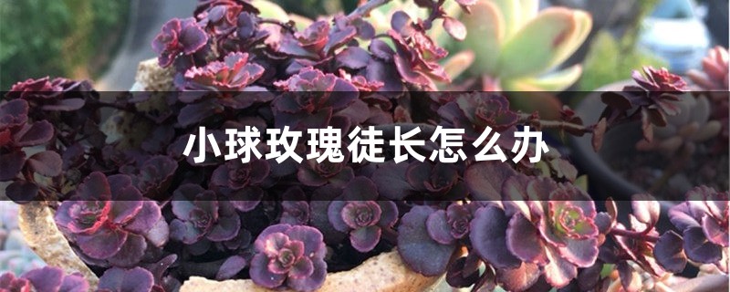 小球玫瑰徒長怎么辦