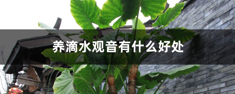 養(yǎng)滴水觀音有什么好處