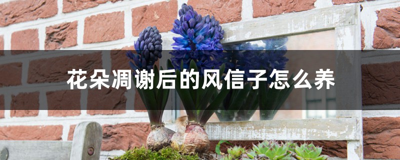 花朵凋謝后的風(fēng)信子怎么養(yǎng)，開花后第二年還能開花嗎