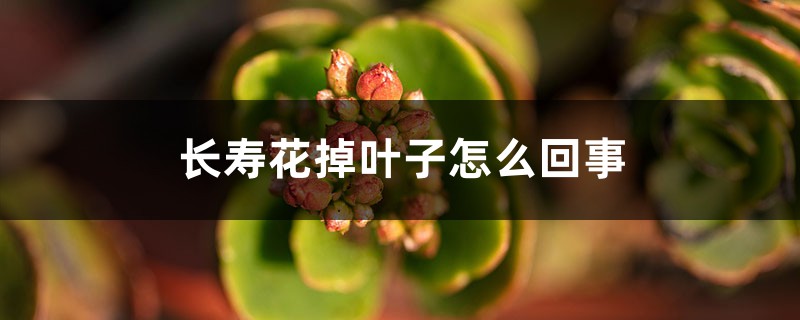 長(zhǎng)壽花掉葉子怎么回事