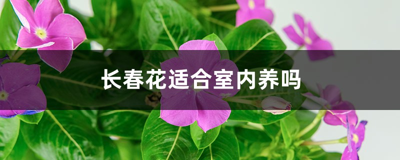 長春花適合室內(nèi)養(yǎng)嗎