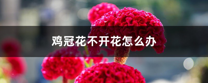 雞冠花不開花怎么辦