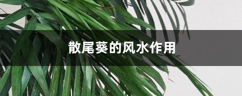 散尾葵的風(fēng)水作用