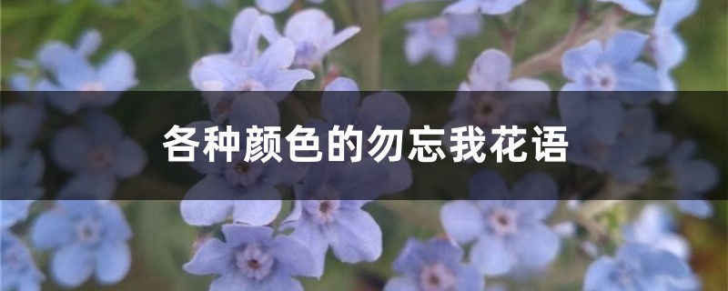 各種顏色的勿忘我花語(yǔ)