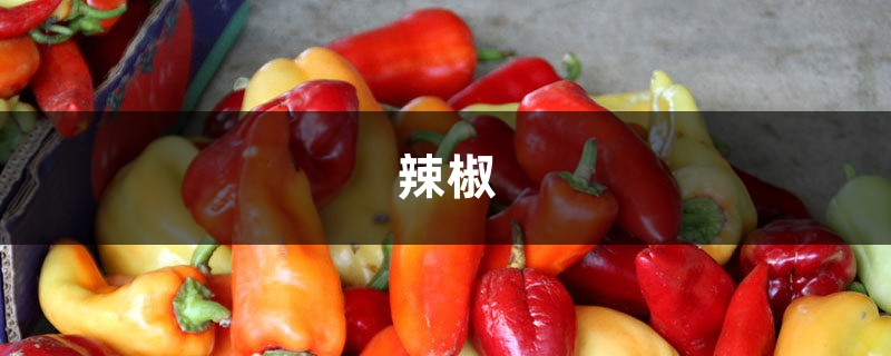 5塊錢(qián)3斤的辣椒，放醋里一泡，1碟能下3碗飯！