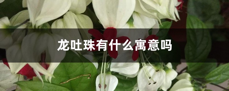 龍吐珠有什么寓意嗎