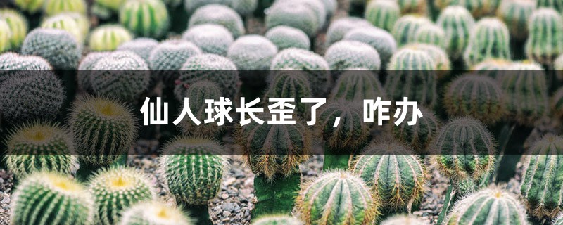 仙人球長(zhǎng)歪了，咋辦