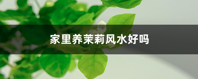 家里養(yǎng)茉莉風(fēng)水好嗎