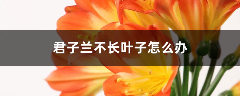 君子蘭不長(zhǎng)葉子怎么辦