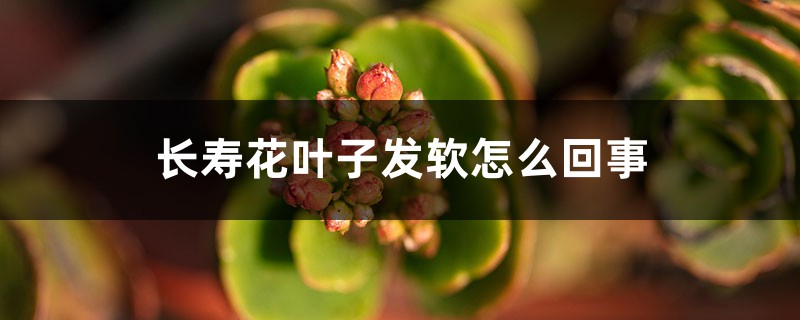 長壽花葉子發(fā)軟怎么回事