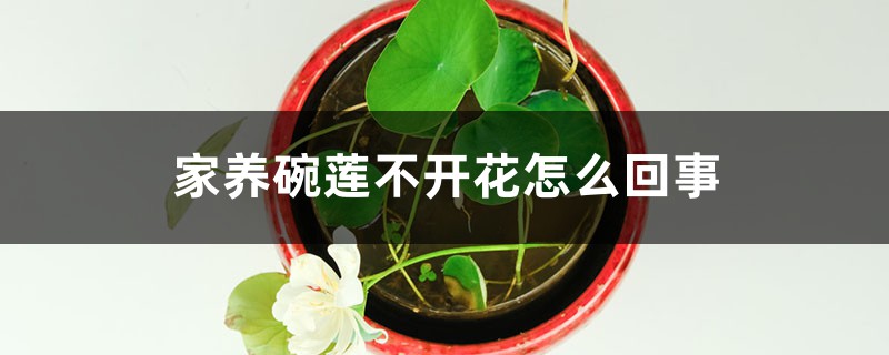 家養(yǎng)碗蓮不開花怎么回事