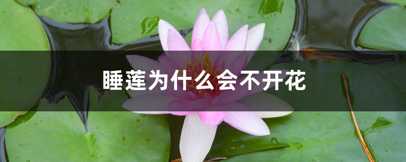 睡蓮為什么會(huì)不開花