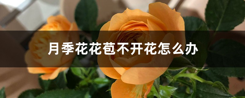 月季花花苞不開(kāi)花怎么辦