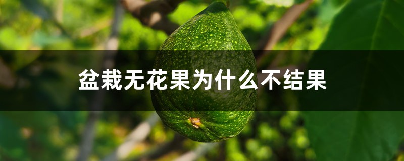 盆栽無(wú)花果為什么不結(jié)果