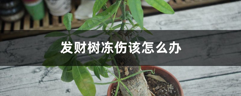 發(fā)財(cái)樹凍傷該怎么辦