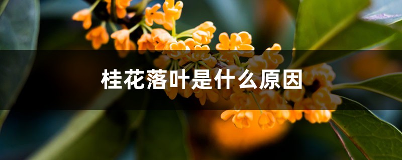 桂花落葉是什么原因