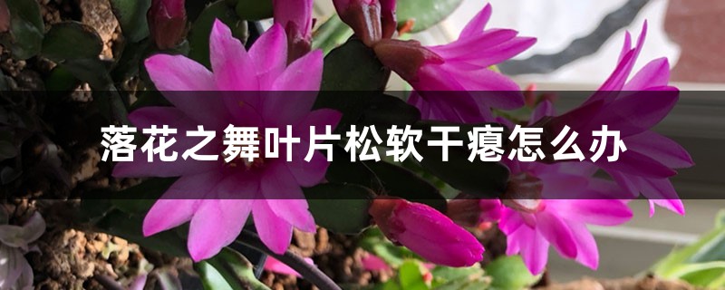 落花之舞葉片松軟干癟怎么辦