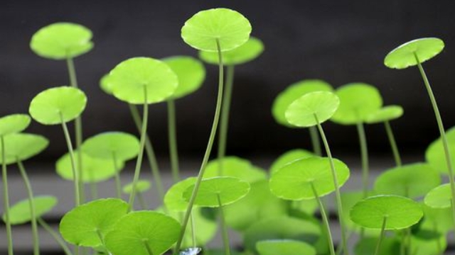 金錢(qián)草泡水能天天喝嗎